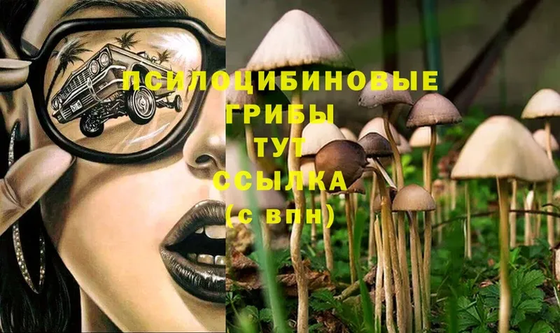 Псилоцибиновые грибы Psilocybe  Вельск 